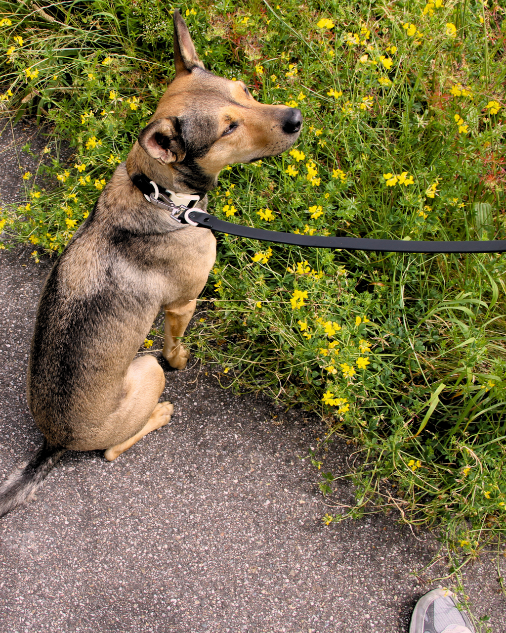 The Fritz Leash