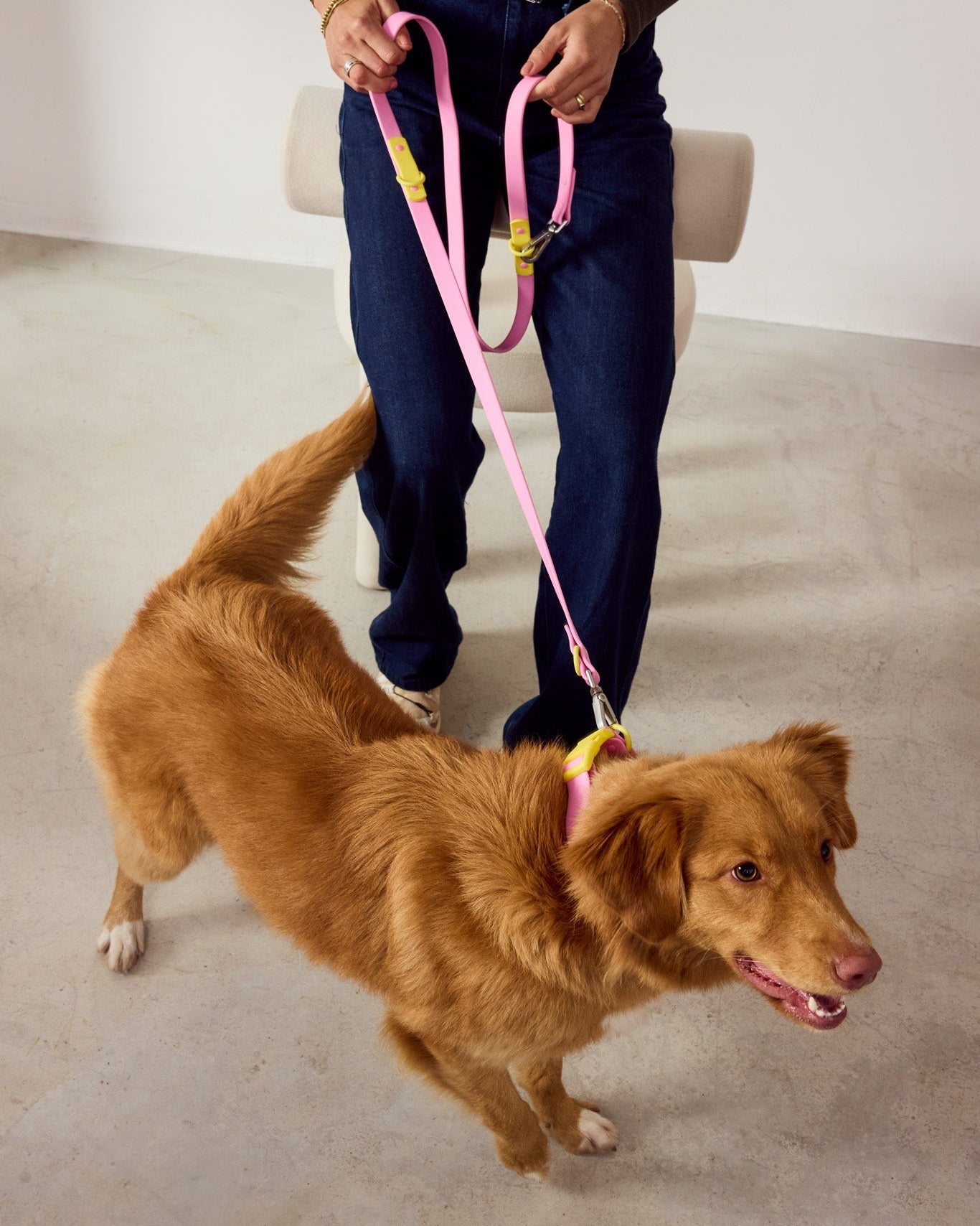 The Fritz Collar